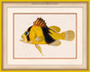 Barred Soapfish Art on Canvas in a Yellow Bijou Frame with watermark info