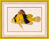 Barred Soapfish Art on Canvas in a Yellow Bijou Frame.