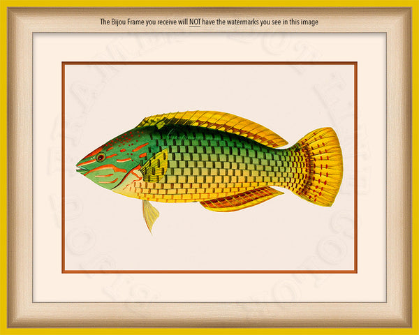 Basket Parrot fish Art on Canvas in a Yellow Bijou Frame. with Watermark info