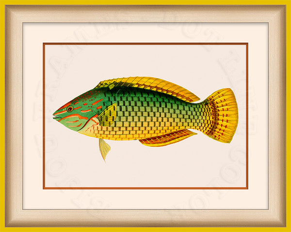 Basket Parrot fish Art on Canvas in a Yellow Bijou Frame.