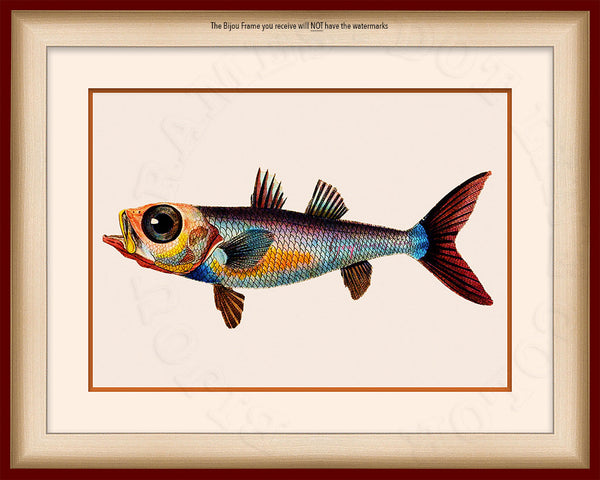 Blue Fish Art on Canvas in a Maroon Bijou Frame with watermark info.