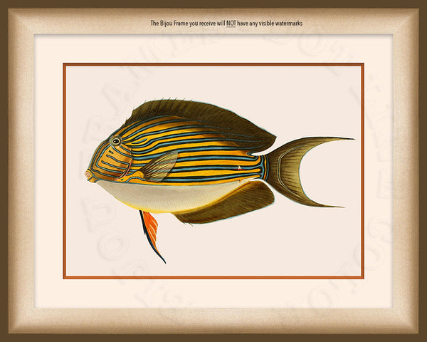 Clown Tang fish Art on Canvas in an Olive Green Bijou Frame with watermark info.