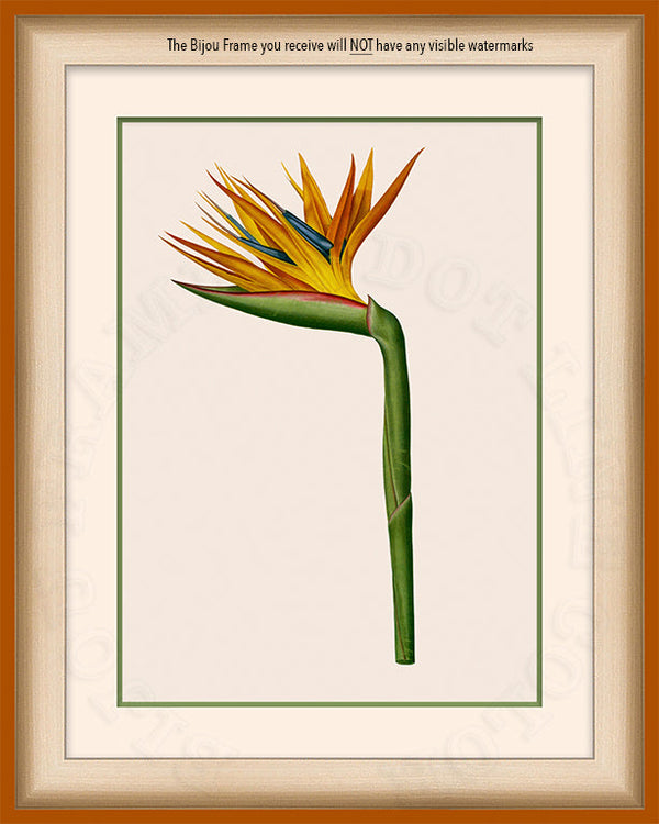 Bird of Paradise Art on Canvas in a Saffron/Orange Bijou Frame with watermark data