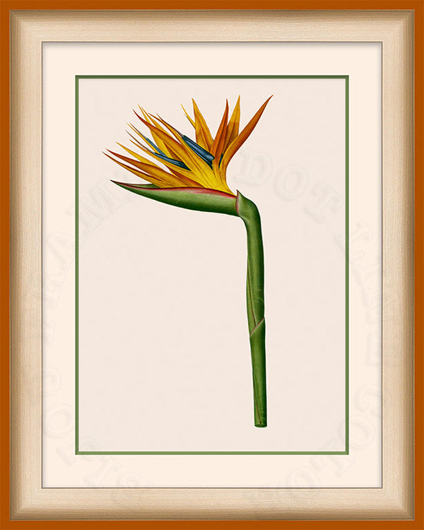 Bird of Paradise Art on Canvas in a Saffron/Orange Bijou Frame