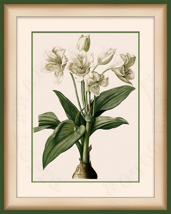 Giant African Lily on Canvas in a Green Bijou Frame.
