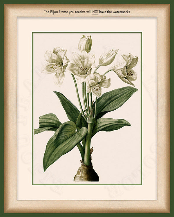 Giant African Lily on Canvas in a Green Bijou Frame with Watermark info.