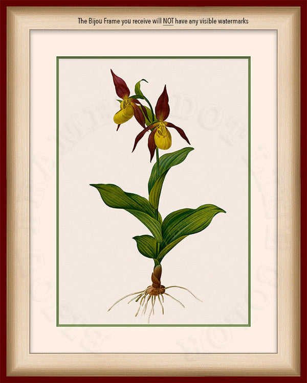 Lady Slipper Orchid Art on Canvas in a Maroon Bijou Frame with watermark info
