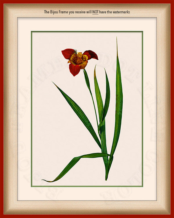 Jockey's Cap Lily Art on Canvas in a Red Bijou Frame with watermark info