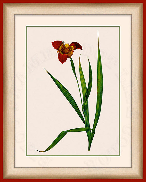 Jockey's Cap Lily Art on Canvas in a Red Bijou Frame.