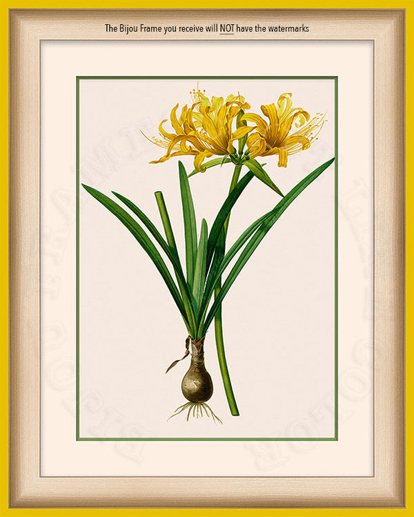 Golden Spider Lily Art on Canvas in a Yellow Bijou Frame with watermark info