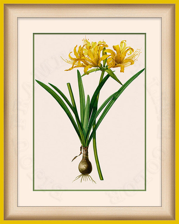 Golden Spider Lily Art on Canvas in a Yellow Bijou Frame.