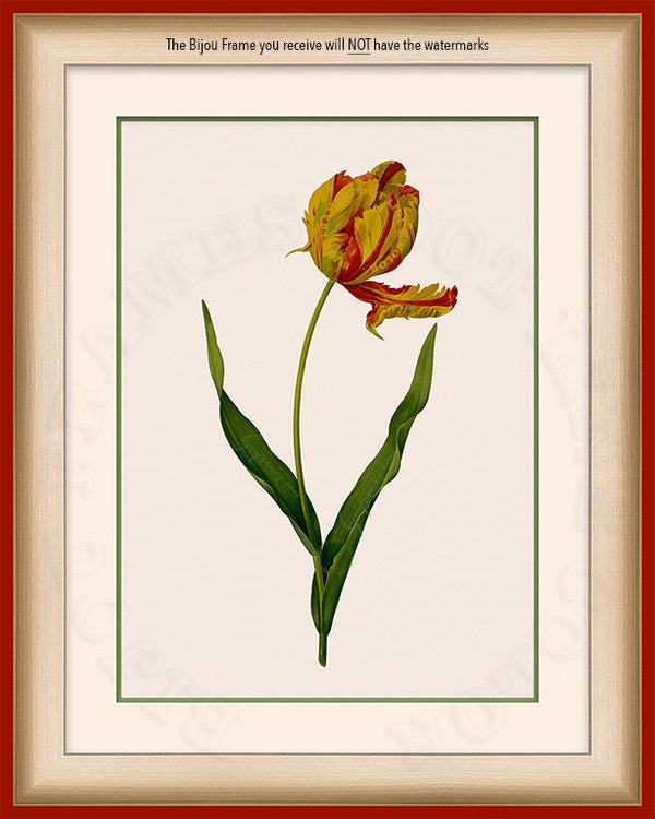 Red & Yellow Tulip flower art on Canvas in a Red Bijou Frame with watermark info