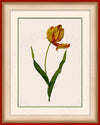Red & Yellow Tulip flower art on Canvas in a Red Bijou Frame.