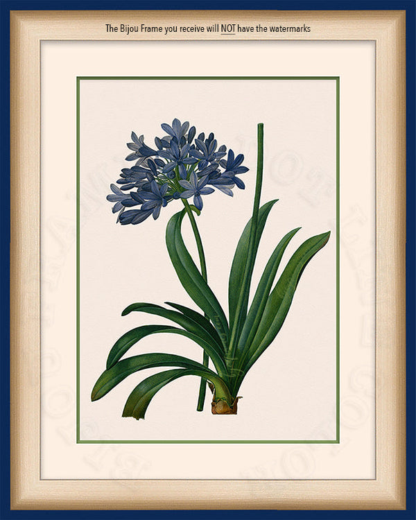 African Lily Art on Canvas in a Bijou Frame with watermark info
