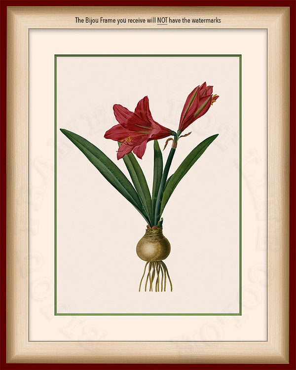 Barbados Lily Art on Canvas in a Maroon Bijou Frame watermark info