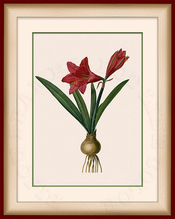 Barbados Lily Art on Canvas in a Maroon Bijou Frame