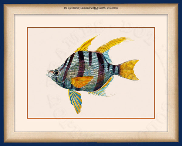 Blue Butterfly Fish Art on Canvas in a Blue Bijou Frame with watermark info.