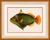 Orange-lined Triggerfish Art on Canvas in a Saffron/OrangeBijou Frame with watermark info.