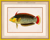 Queen Coris Wrasse Art on Canvas in a Yellow Bijou Frame with watermark info.