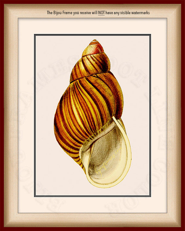 Bulinus Brown and Yellow fresh water snail Shell Art on Canvas in a Maroon Bijou Frame with watermark info