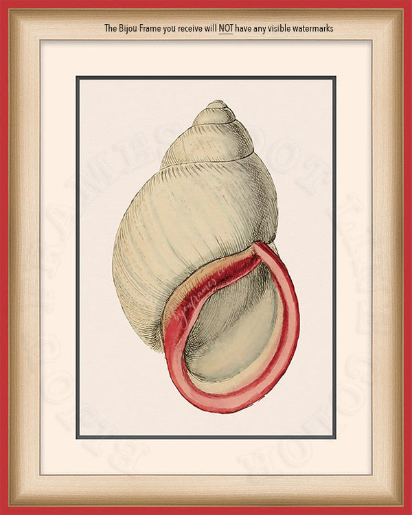 White Bulinus fresh water snail Shell Art on Canvas in a Red Bijou Frame with watermark info.