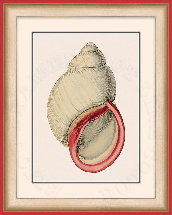 White Bulinus fresh water snail Shell Art on Canvas in a Red Bijou Frame
