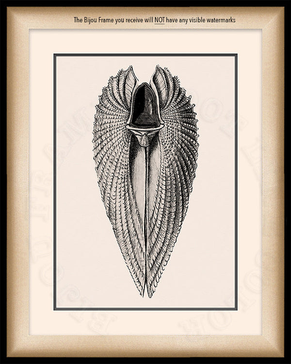 Angelwing Shell Art on Canvas in a Black Bijou Frame with watermark related info.