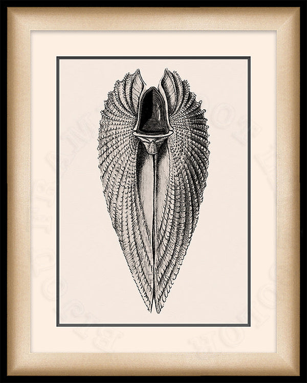 Angelwing Shell Art on Canvas in a Black Bijou Frame