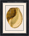Black and Yellow Banded Tun Shellwith watermark info.