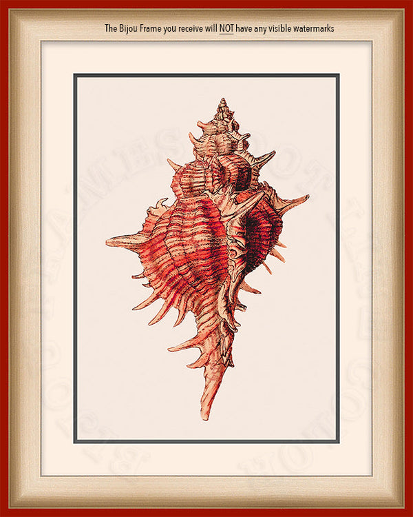 Red Branched Murex shell  Art on Canvas in a Red Bijou Frame with watermark info.