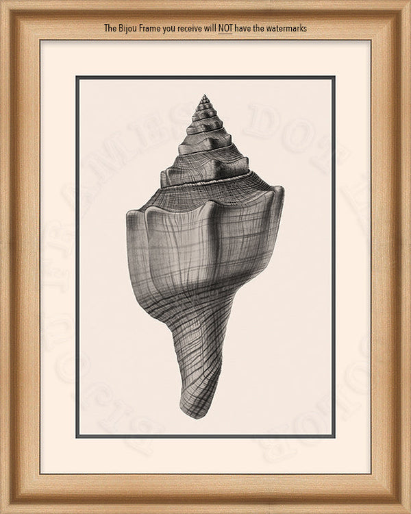 Conch Shell art in Black and White on Canvas in a natural wood Bijou Frame with watermark info