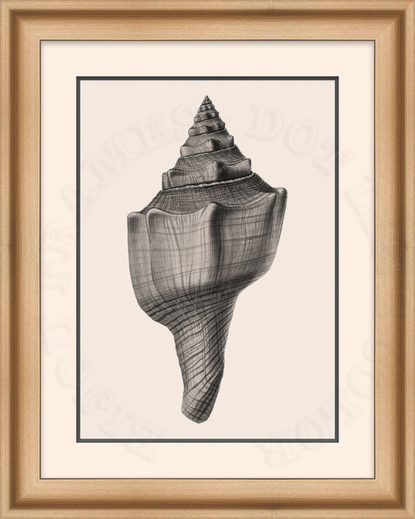 Conch Shell art in Black and White on Canvas in a natural wood Bijou Frame