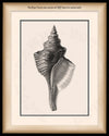 Tulip Shell Art in Black and White on Canvas in a Black Bijou Frame with watermark info