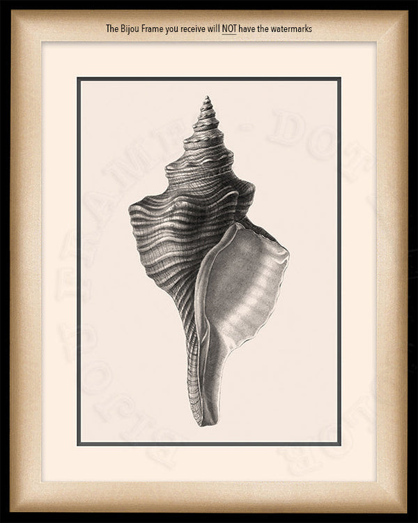 Tulip Shell Art in Black and White on Canvas in a Black Bijou Frame with watermark info