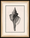 Tulip Shell Art in Black and White on Canvas in a Black Bijou Frame.