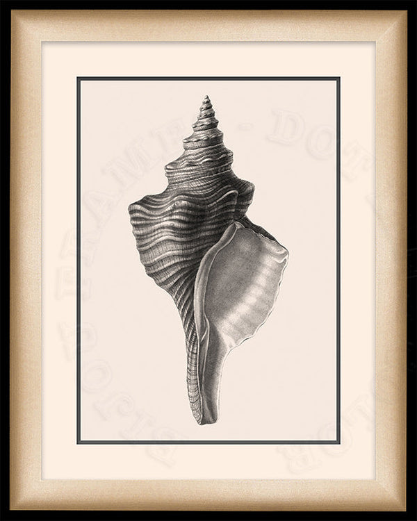 Tulip Shell Art in Black and White on Canvas in a Black Bijou Frame.