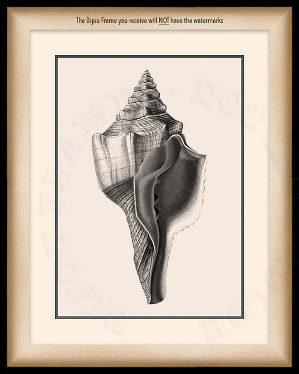 West Indian Chank Shell Art in Black and White on Canvas in a Black Bijou Frame with watermark info