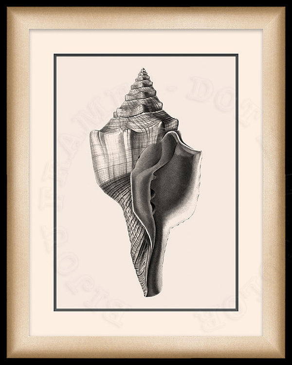 West Indian Chank Shell Art in Black and White on Canvas in a Black Bijou Frame.