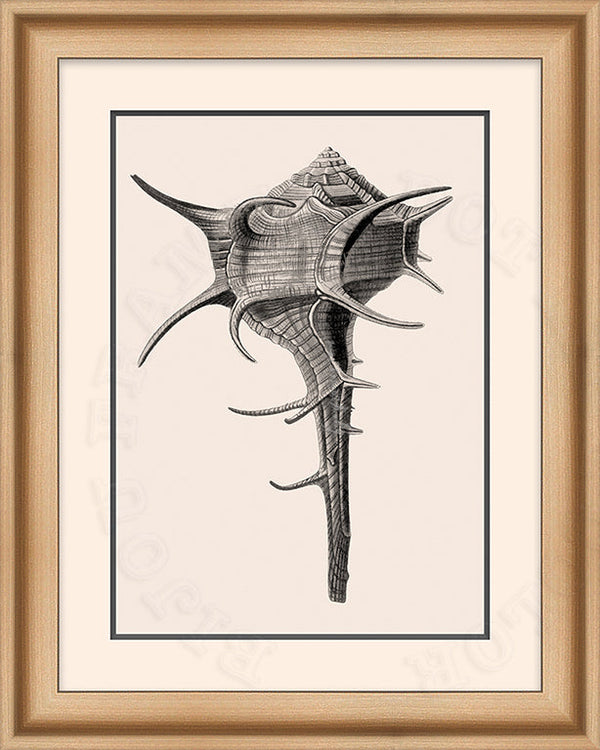 Murex Shell art in Black & White graphite on Canvas in a natural wood Bijou Frame.