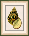 Green & Yellow Fresh Water Snail Shell Art on Canvas in a Bijou Frame with info about watermarks