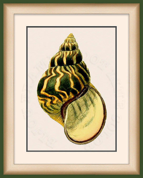 Green & Yellow Fresh Water Snail Shell Art on Canvas in a Bijou Frame.