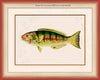 Six-banded Wrasse Art on Canvas in a Red Bijou Frame with watermark info.