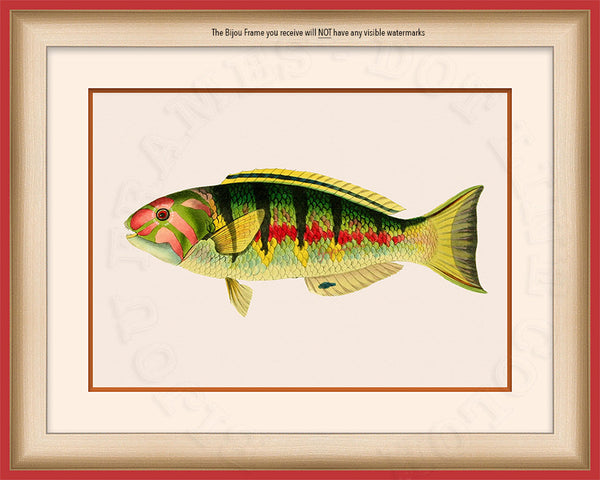Six-banded Wrasse Art on Canvas in a Red Bijou Frame with watermark info.