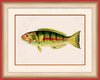 Six-banded Wrasse Art on Canvas in a Red Bijou Frame.