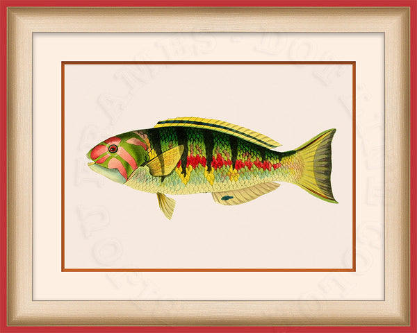 Six-banded Wrasse Art on Canvas in a Red Bijou Frame.