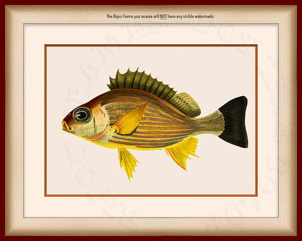 Yellow Fin Squirrel Fish Art on Canvas in a Maroon Bijou Frame with watermark info.