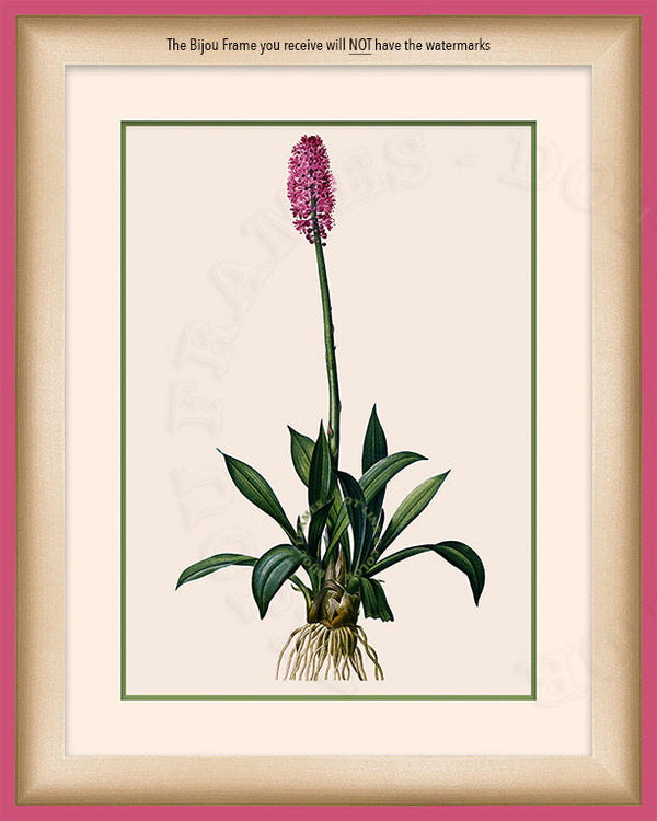 Swamp Pink Art on Canvas in a Pink Bijou Frame with watermark info.